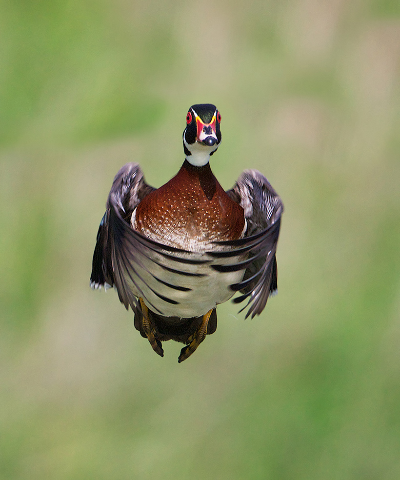 820x984, 340 Kb / утка, крылья, полёт