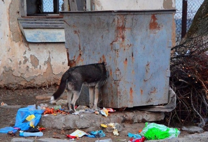 800x547, 122 Kb / Собака, мусорный бак, мусор, здание, хвост