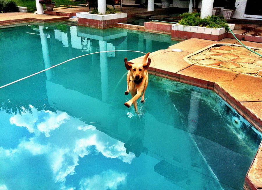 900x653, 270 Kb / собака, бассейн