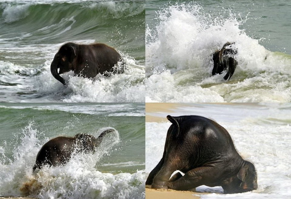 959x656, 249 Kb / слон, море, вода, песок