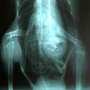 180x180, 8 Kb / рентген