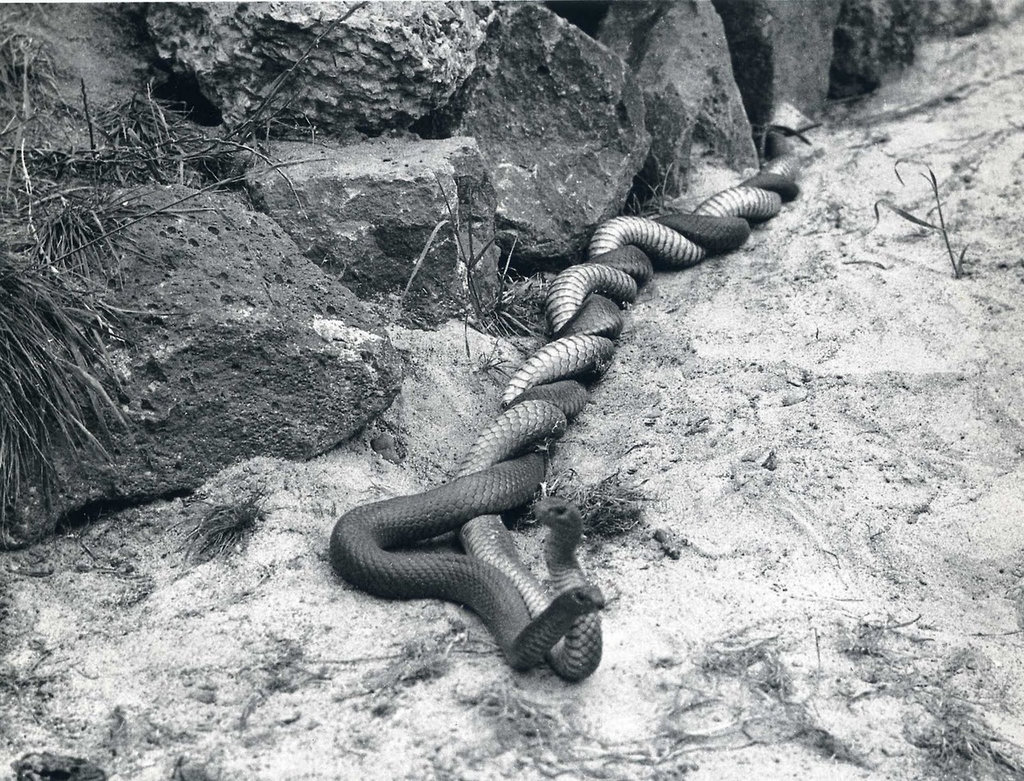 1024x781, 294 Kb / змеи, клубок, камни, песок, ч/б