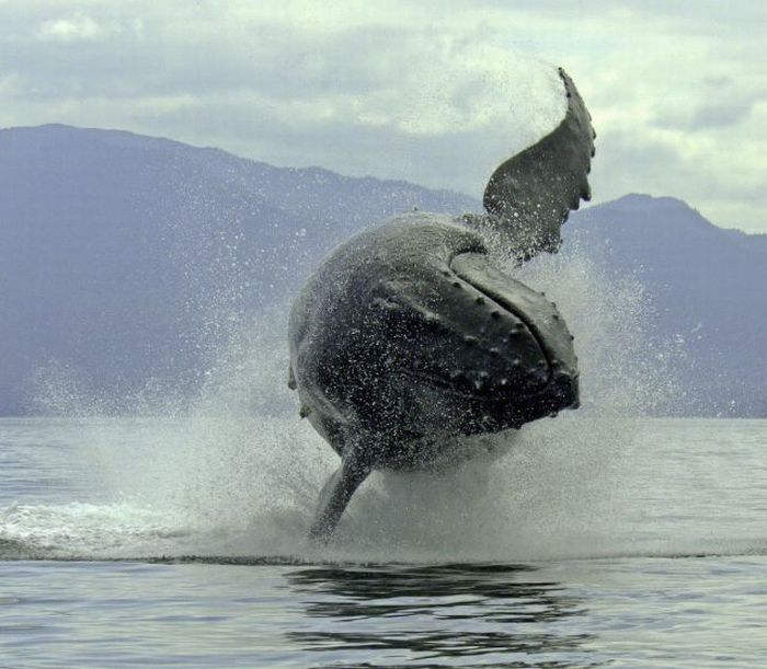 700x611, 63 Kb / кашалот