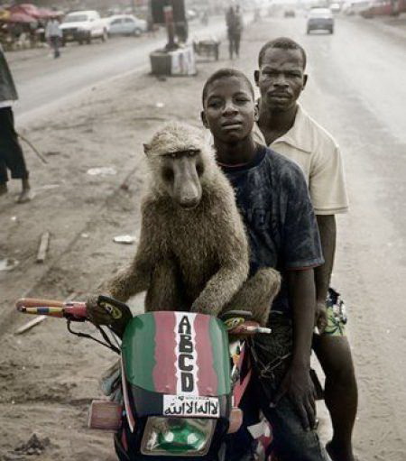 450x511, 62 Kb / негры, мотороллер, обезъяна