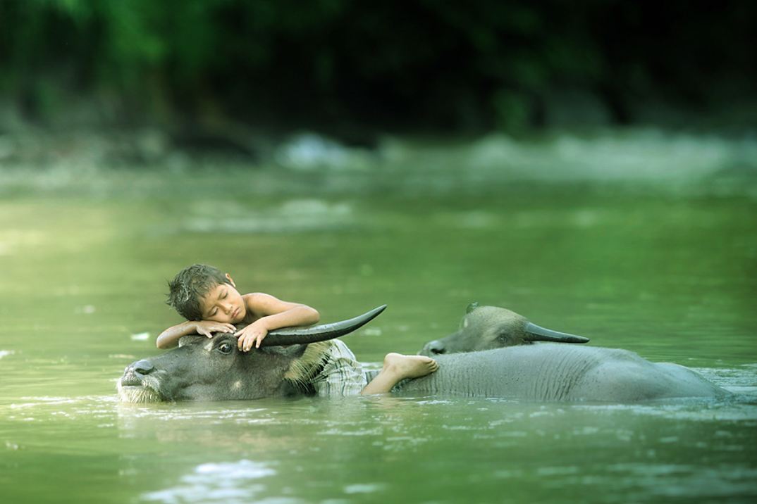 1074x716, 68 Kb / буйвол, мальчик, река, вода