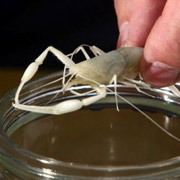 180x180, 10 Kb / рак