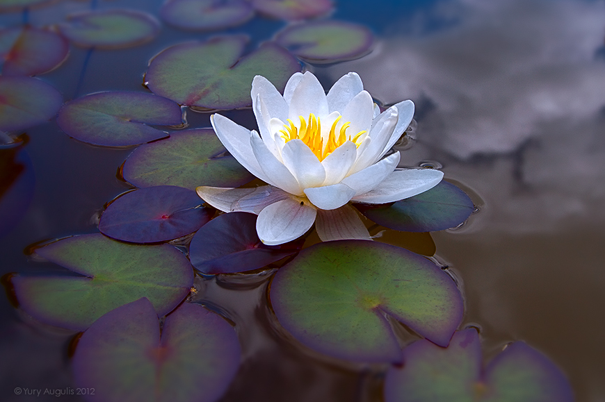 870x579, 257 Kb / кувшинка, лилия, цветок