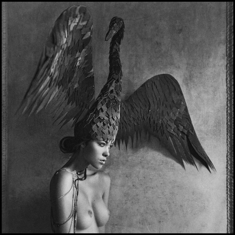 800x800, 214 Kb / птица, чучело, ч/б