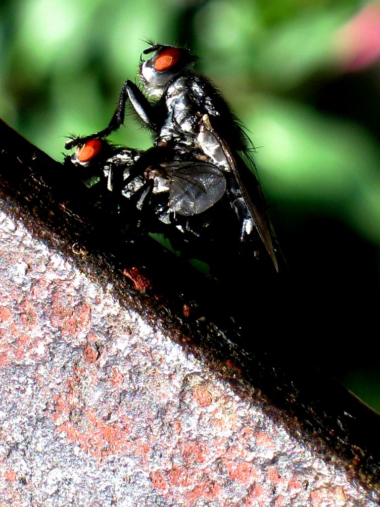 768x1024, 200 Kb / мухи, секс