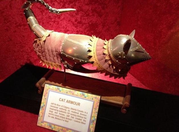 629x464, 97 Kb / доспехи, кот, латы, музей