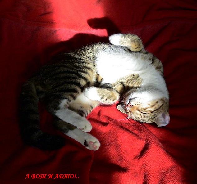 634x593, 47 Kb / кот, сон