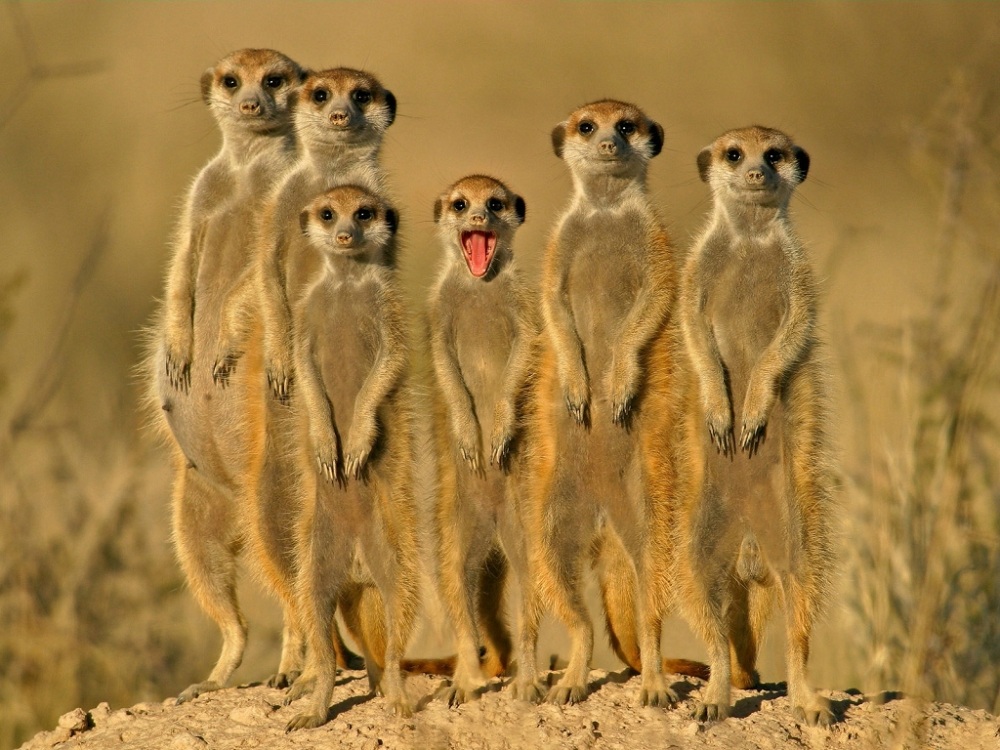 1000x750, 243 Kb / сурикат