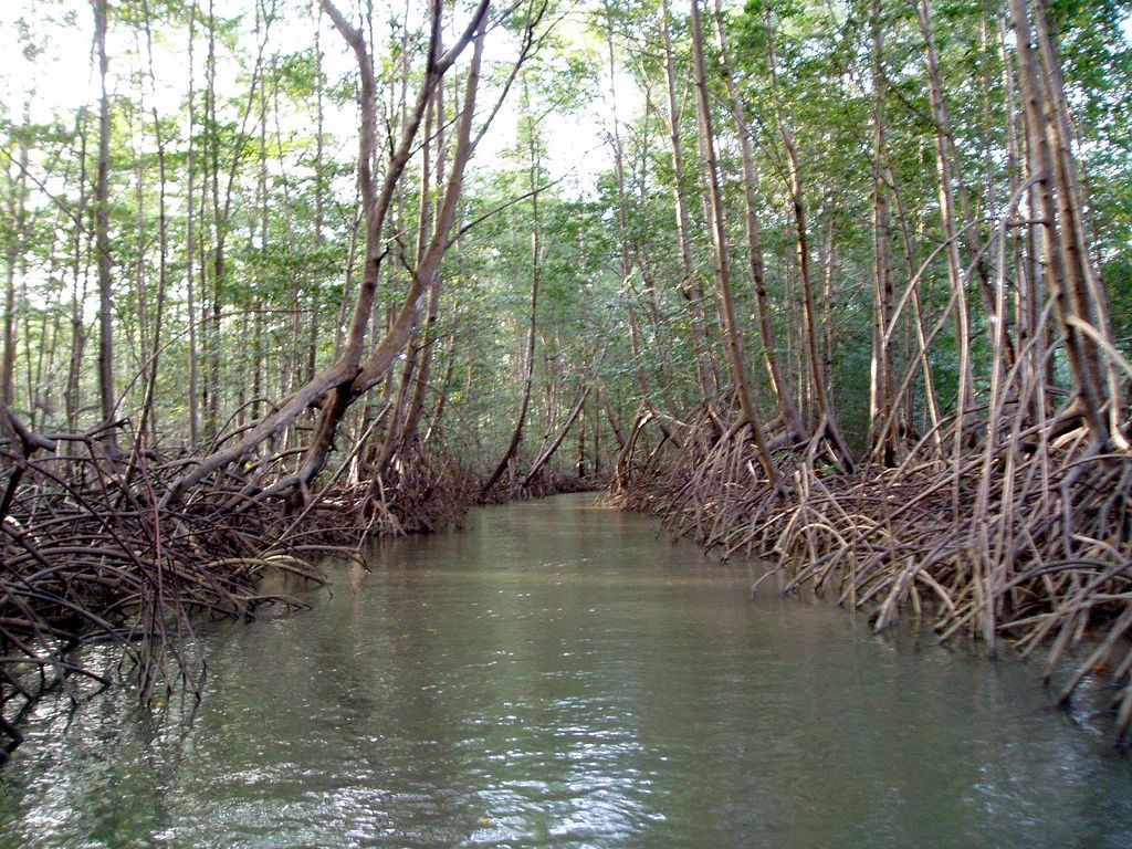 1024x768, 225 Kb / лес, заросли, ветки, корни, река