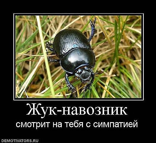 523x480, 63 Kb / демотиватор