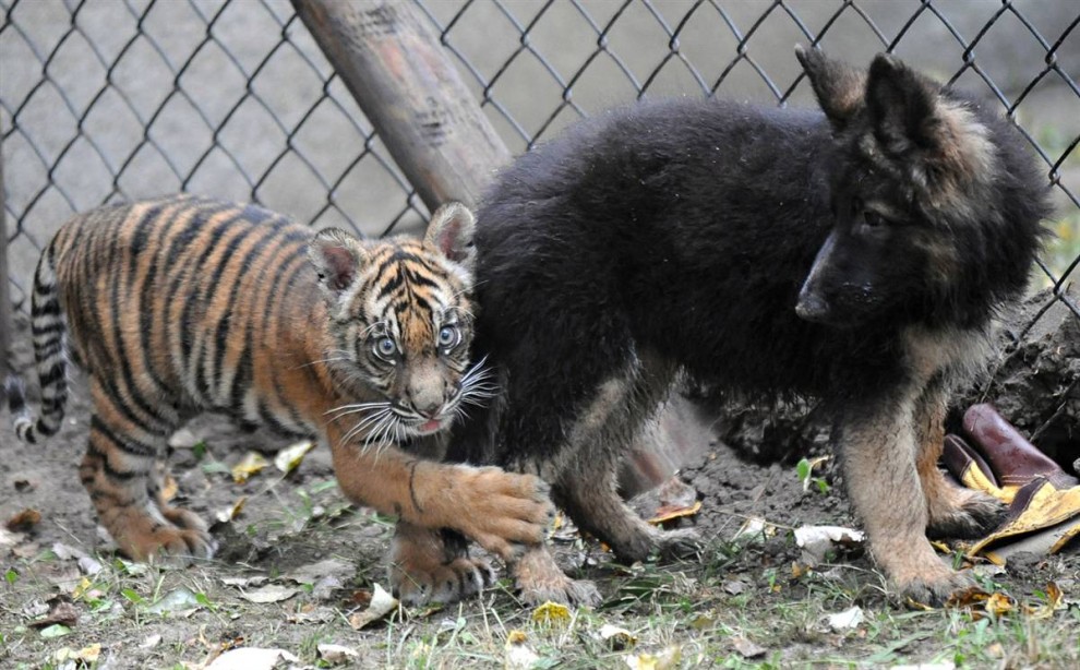 990x614, 181 Kb / тигренок, щенок