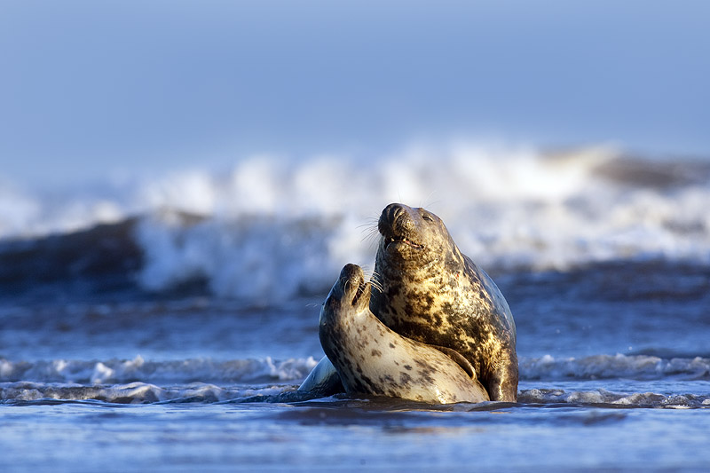 800x533, 100 Kb / серые, тюлени, море, волна