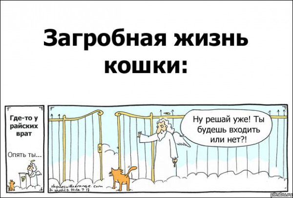600x406, 179 Kb / рай, загробная жизнь, бог, кошка