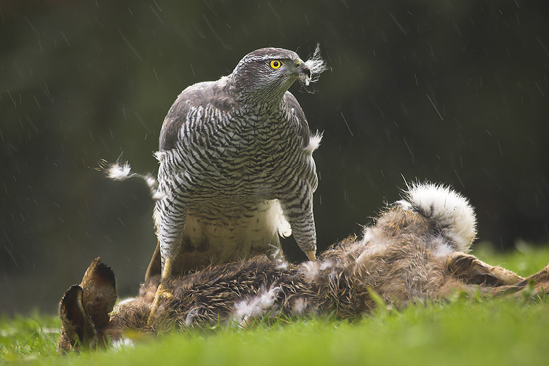 800x533, 173 Kb / сокол, заяц, порвал, кушает