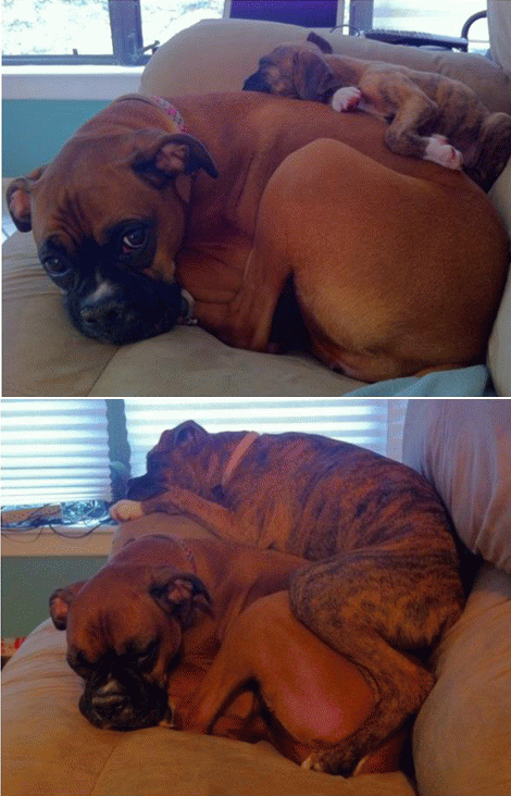 470x732, 167 Kb / собака, диван, щенок