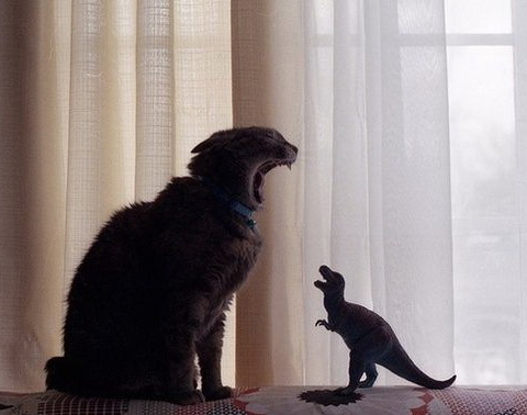 480x378, 50 Kb / кот, рык, динозавр