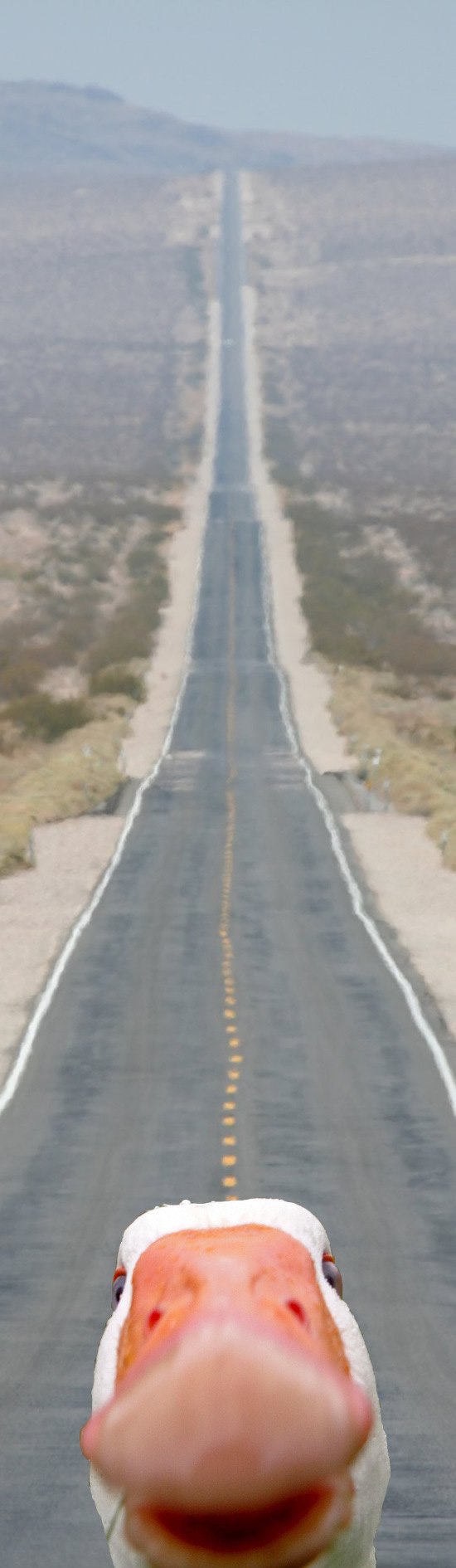 550x1890, 91 Kb / Happy to be on the Road, утка, дорога