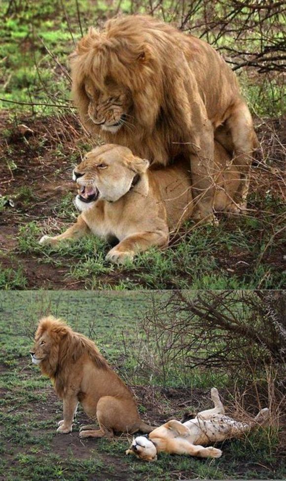 580x975, 139 Kb / лев, львица, секс, оргазм