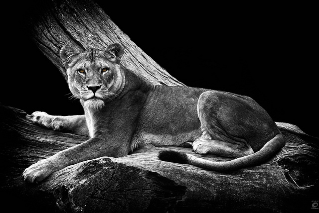 640x428, 117 Kb / львица, ч/б, арт