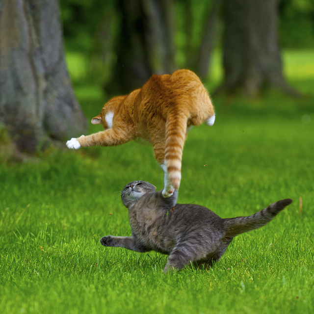 640x640, 197 Kb / коты, драка, полёт, взгляд