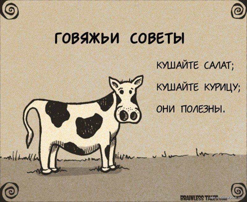 800x654, 89 Kb / корова, советы