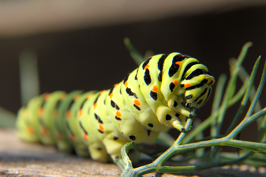 880x586, 254 Kb / гусеница, укроп