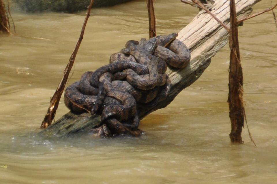 960x640, 64 Kb / клубок, наводнение, ствол, змеи