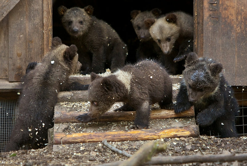 800x538, 119 Kb / медвежата