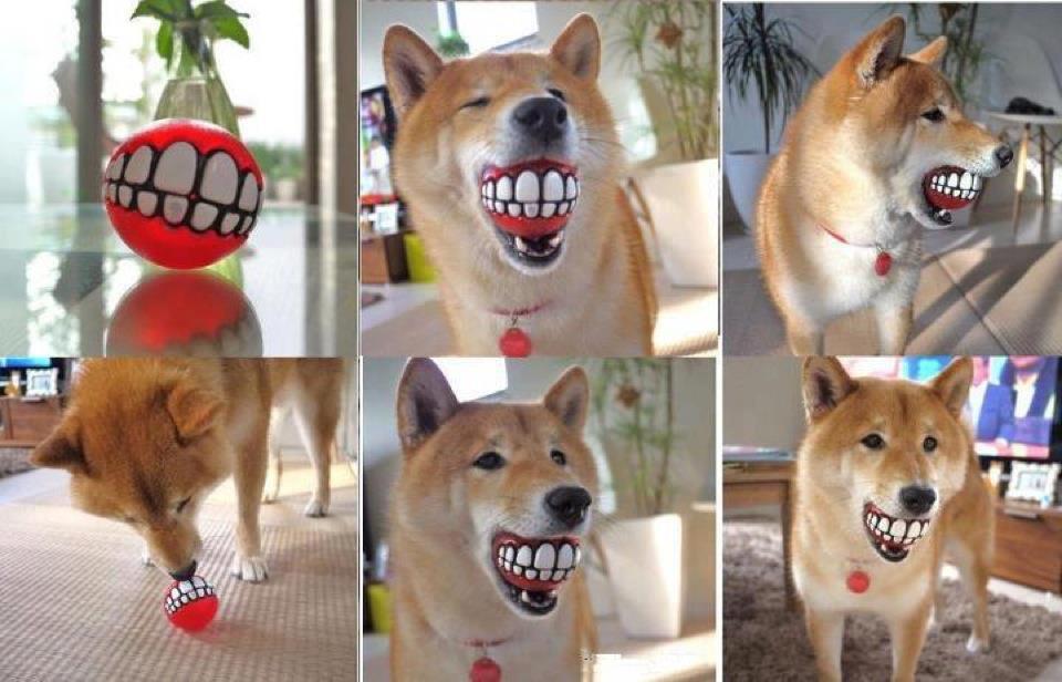 960x616, 78 Kb / собака, мячик, зубы