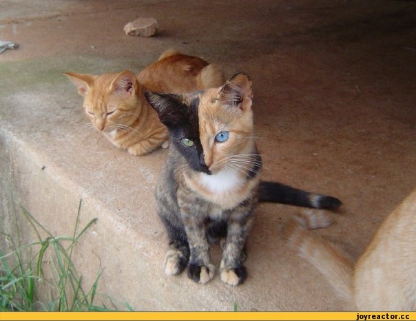 604x466, 52 Kb / котэ, разноцветный