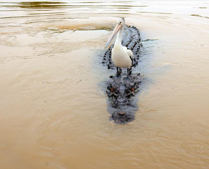 800x647, 67 Kb / крокодил, пеликан