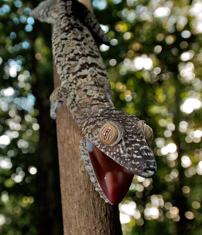 775x900, 165 Kb / геккон, пасть, нямочка