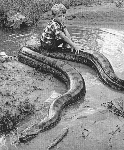 500x605, 161 Kb / удав, питон, змея, ребенок, ч/б