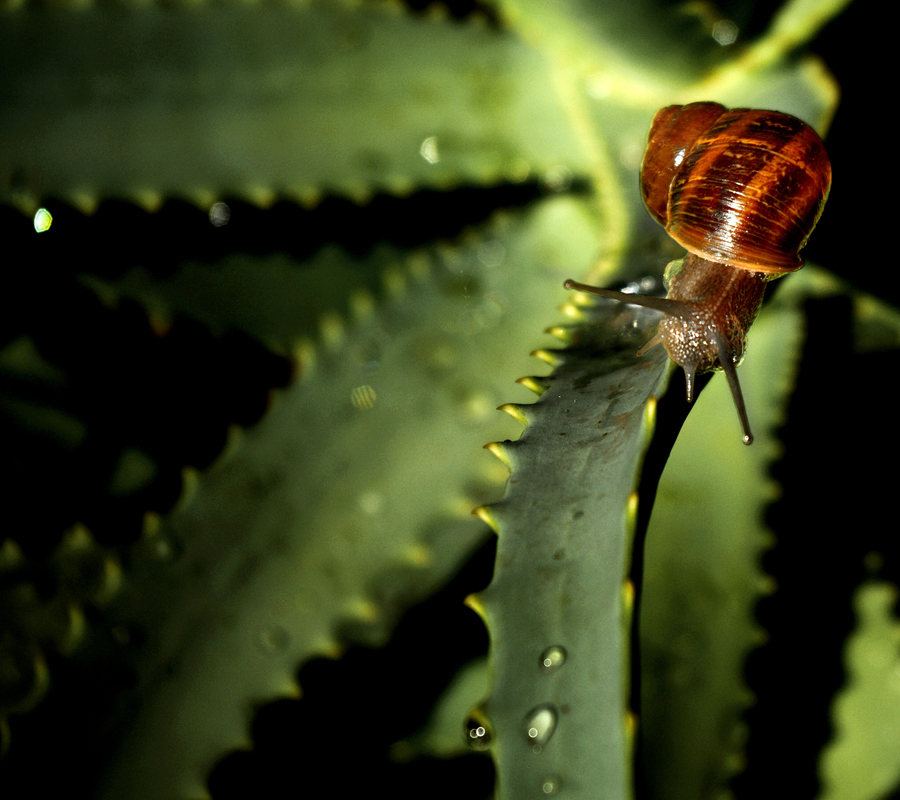 900x800, 95 Kb / улитка, алоэ