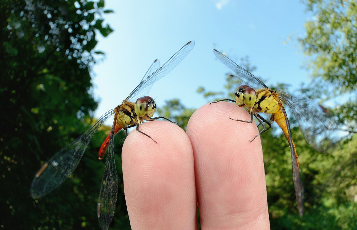 1200x774, 198 Kb / стрекозы, стрекоза, пальцы