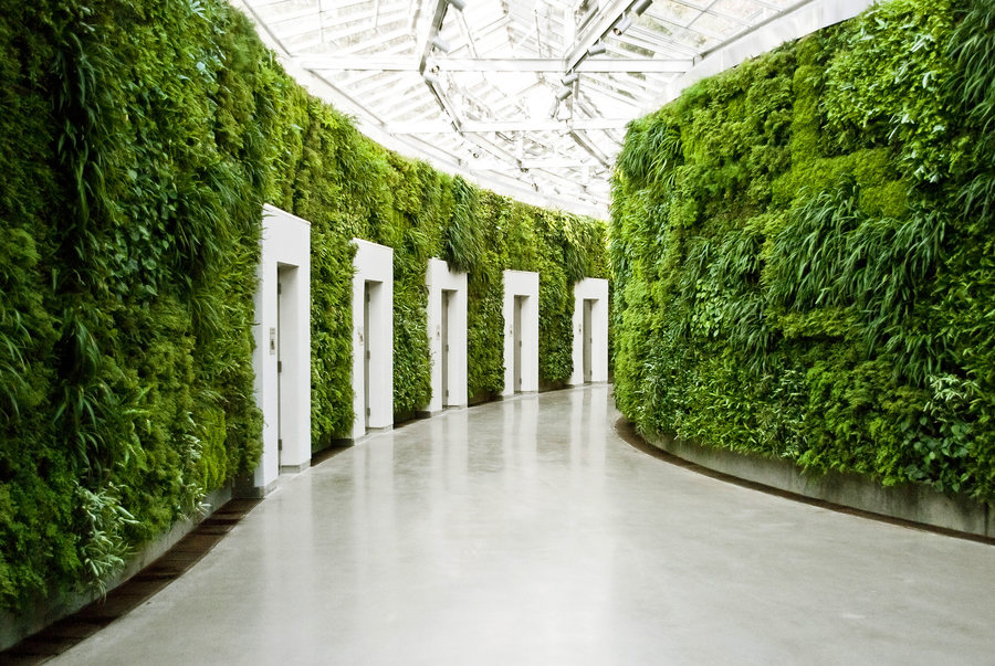 900x603, 187 Kb / офис, растения, коридор