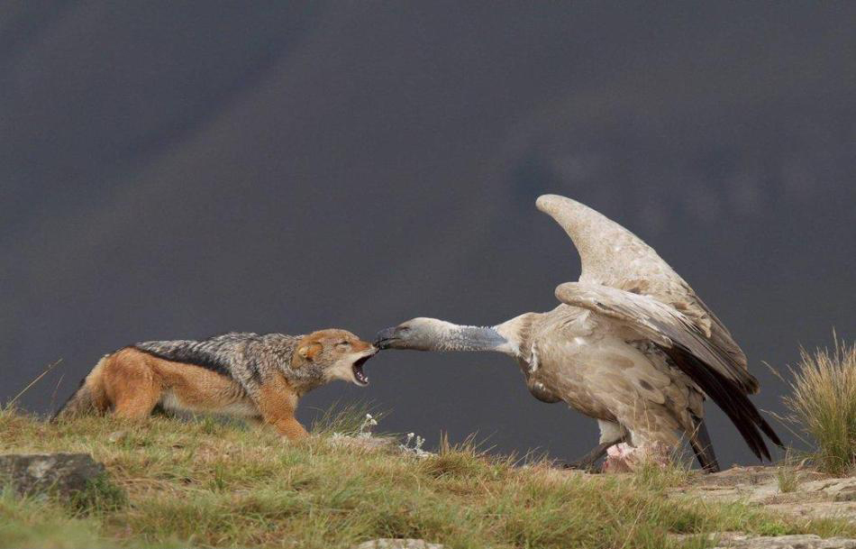 950x609, 239 Kb / шакал, гриф, нос, стервятник