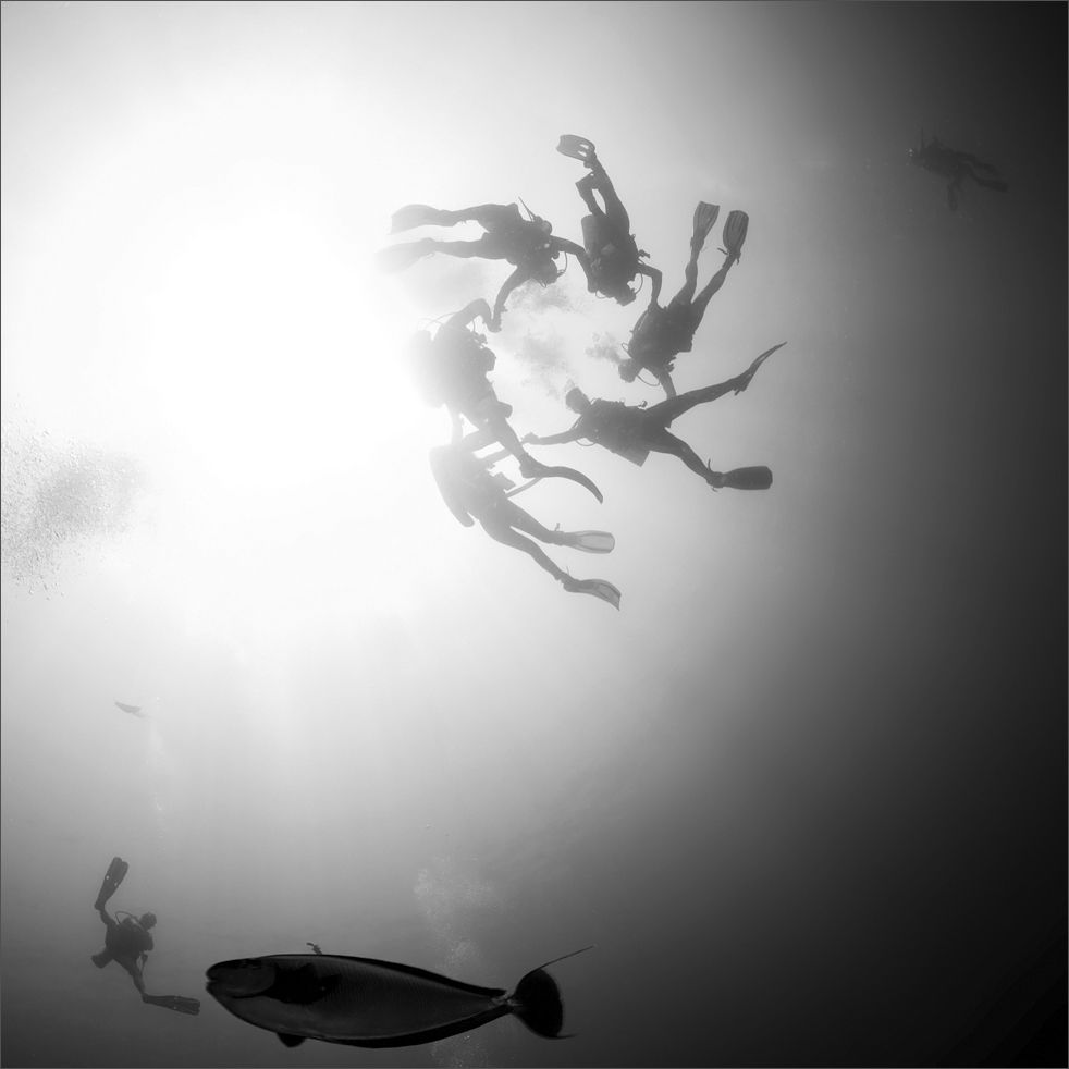 982x982, 298 Kb / рыба, водолаз, хоровод