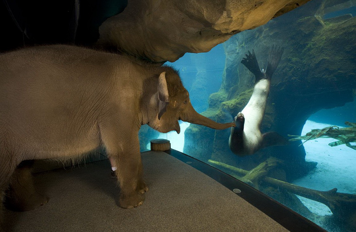 1152x750, 287 Kb / слон, вода, аквариум