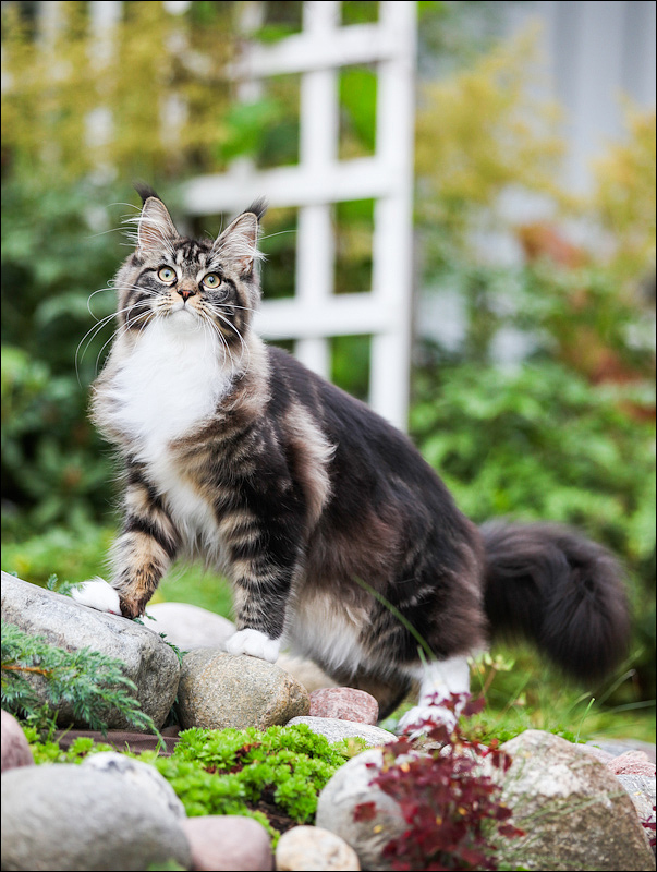 603x800, 260 Kb / котэ, мэйн-кун, красавица