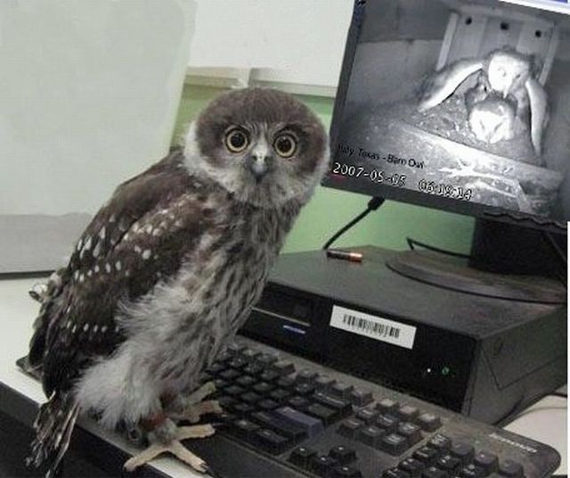 640x536, 62 Kb / сова, монитор, клавиатура