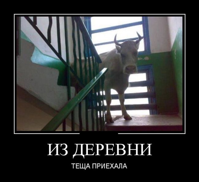 650x595, 40 Kb / корова, подъезд, теща, демотиватор