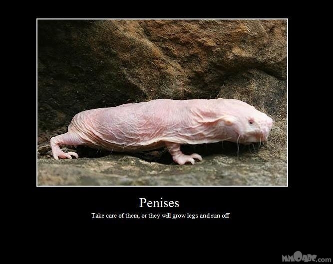667x529, 107 Kb / пенис, ноги, демотиватор