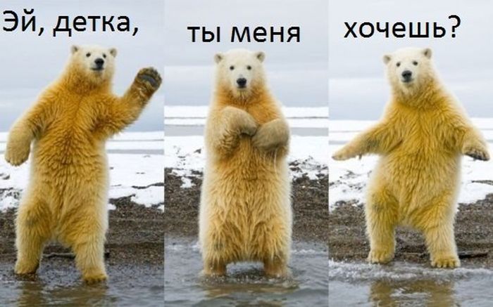 700x437, 54 Kb / медведь, полярный