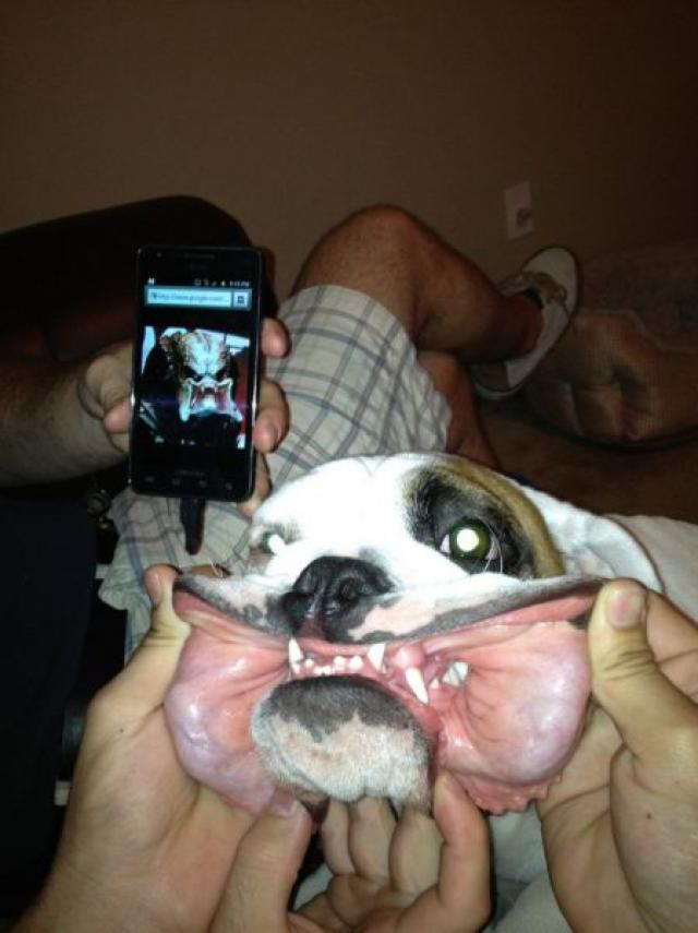 640x855, 48 Kb / собака, пасть, хищник