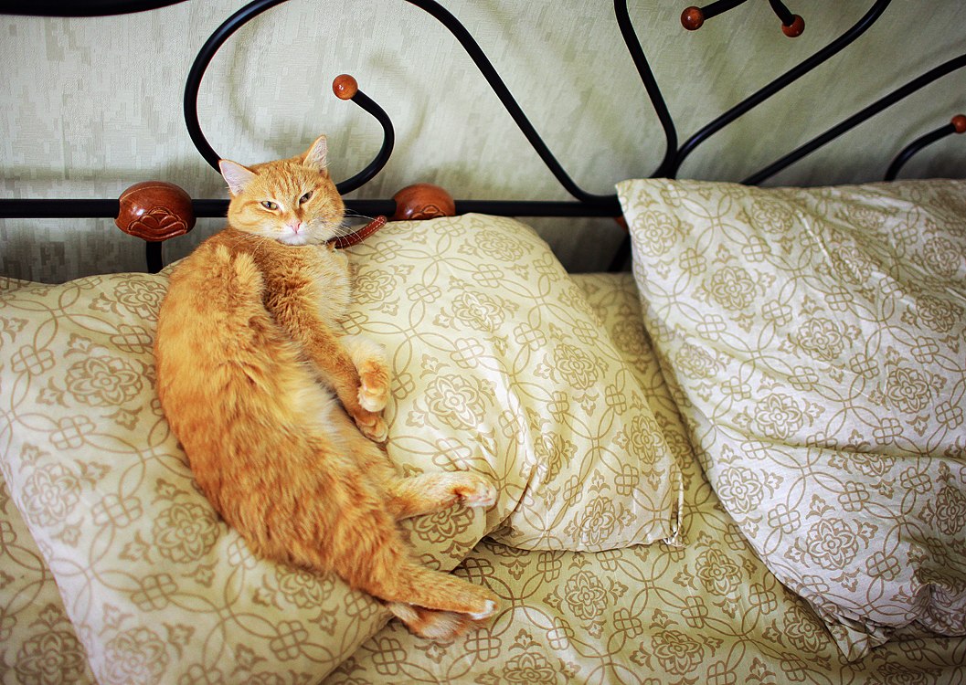 1057x750, 232 Kb / котэ, рыжий, кровать, подушка